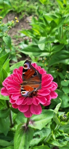 European Peacock Butterfly