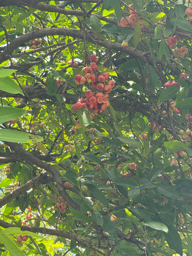 Syzygium samarangense observed 2026-08-15