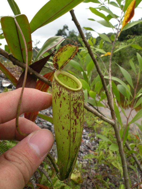 Nepenthes X trichocarpa