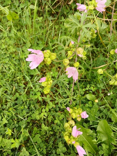 musk mallow