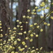 ACACIA