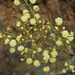 ACACIA