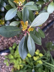 Ternstroemia
