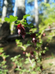 Ribes lobbii