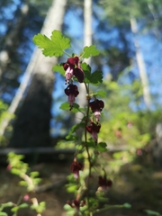 Ribes lobbii