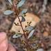 ACACIA