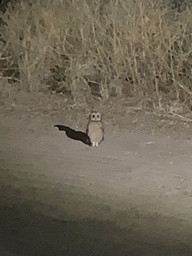 iNaturalist image