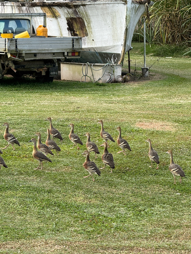 Plumed Whistling-Duck