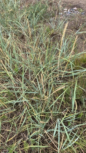lyme grass