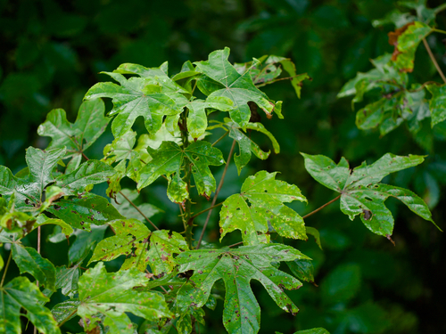 Kalopanax septemlobus, photograph 3