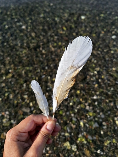 Plume de Aigrette garzette