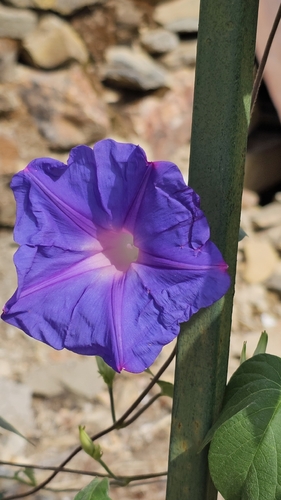 oceanblue morning glory