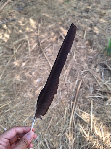 Plume de Corneille mantelée