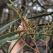 ACACIA