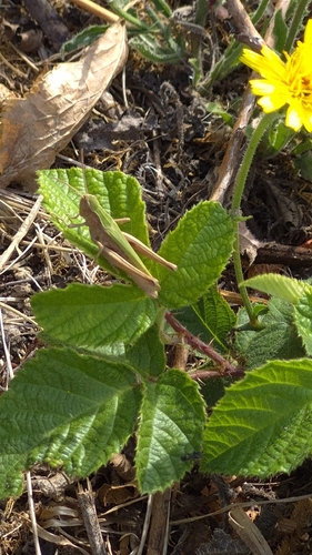 Steppe Grasshopper