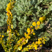 Acacia paradoxa