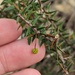 ACACIA