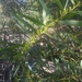 ACACIA