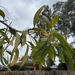 ACACIA