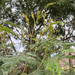 ACACIA