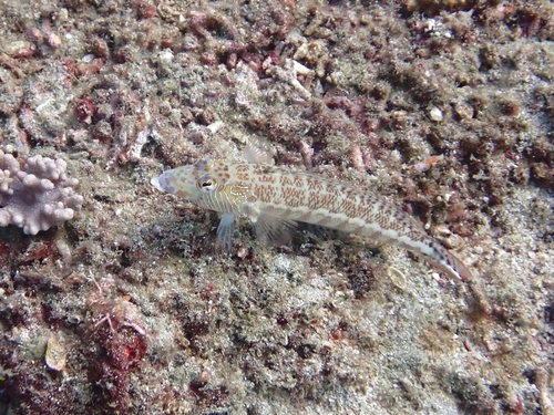 Parapercis xanthozona observed 2026-08-14