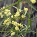 ACACIA