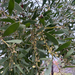ACACIA