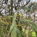ACACIA