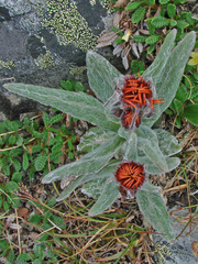 Tephroseris lindstroemii