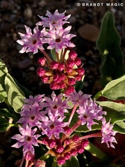 Tripterocalyx carneus