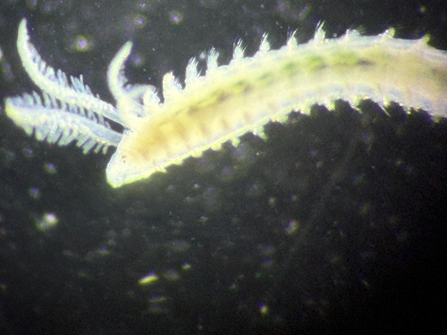 Prionospio sexoculata