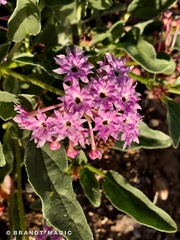 Tripterocalyx carneus