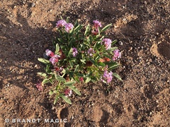 Tripterocalyx carneus