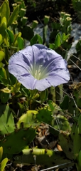 Bonamia grandiflora image