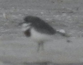 Double-banded Plover