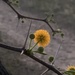 ACACIA