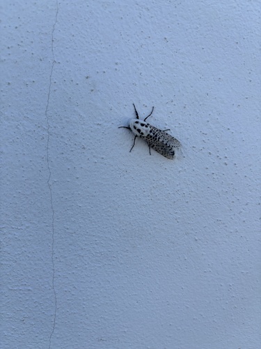 Wood Leopard Moth