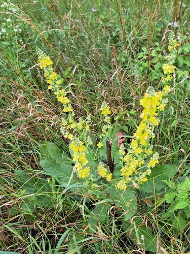 White mullein (Verbascum lychnitis)