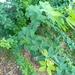 ACACIA