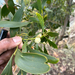 ACACIA