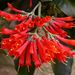 Magnificent Flamebush - Photo (c) Tim Waters, some rights reserved (CC BY-NC-ND)
