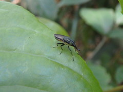 Idiella euidielloides
