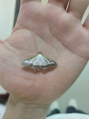 Box Tree Moth