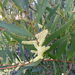 ACACIA