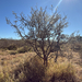 ACACIA