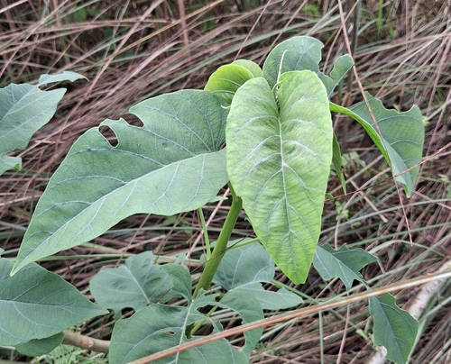 Bush Morning Glory