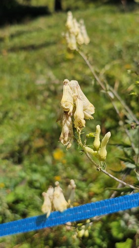 Aconitum lycoctonum, photograph 3