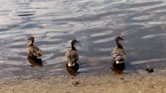 Anas platyrhynchos