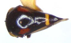 Micrutalis