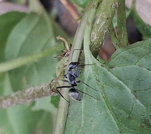 Camponotus parius